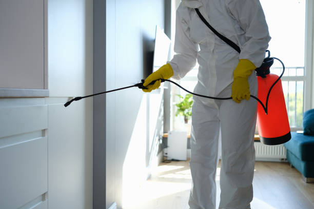 Office Mold Removal Services in Apollo Beach, FL