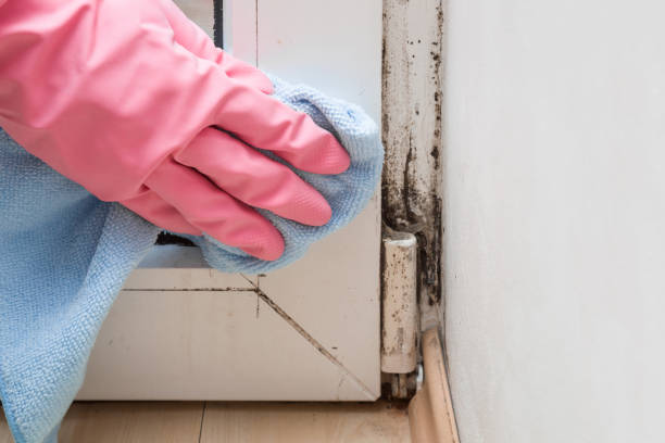 Apollo Beach, FL Mold Removal Company